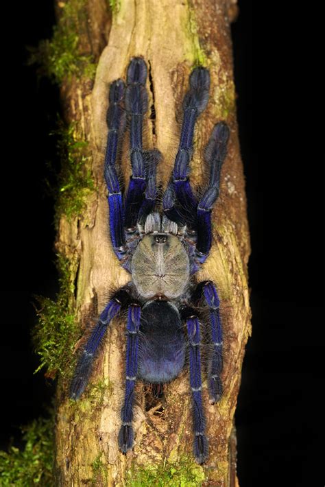 female omothymus spider|Unveiling the Mysteries of the Omothymus Spider: A。